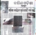 an-exclusive-story-on-olive-redley-tortoise-by-ranjan-pradhan-sambad-9-feb-2002